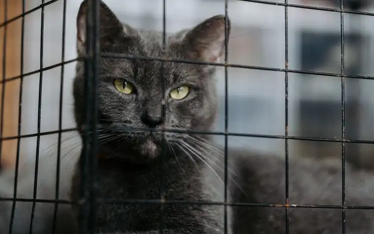 A grey cat looking out through the bars of a shelter enclosure
