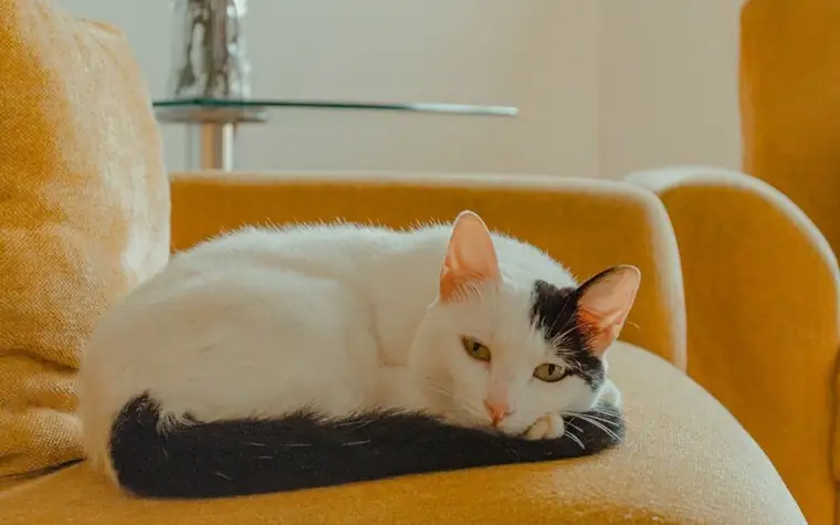 A black and white cat resting on a mustard yellow sofa