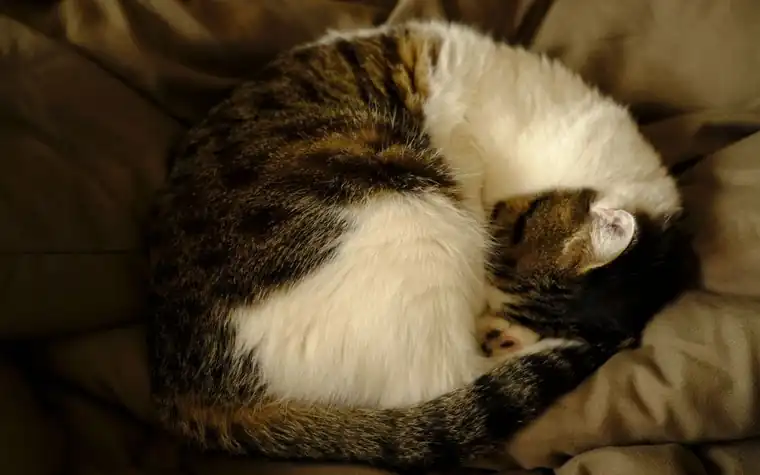 A cat curled up asleep on a soft blanket