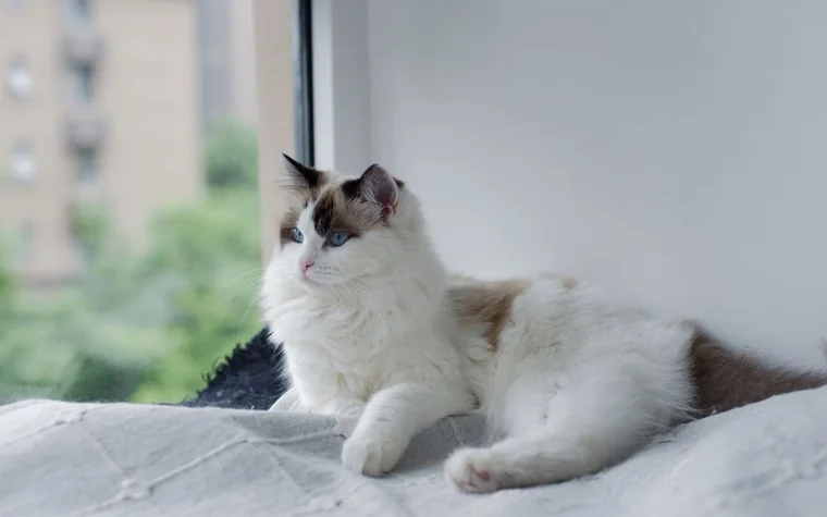 A cat resting on a sunlit windowsill