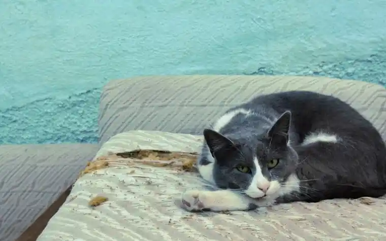 A grey and white cat resting on a worn sofa indoors