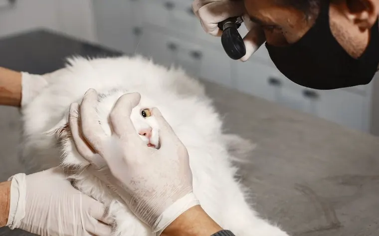 A veterinarian examining a cat's ear during a check-up