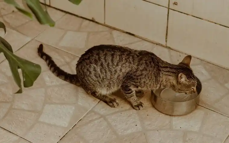 A tabby cat drinking water from a metal bowl indoors