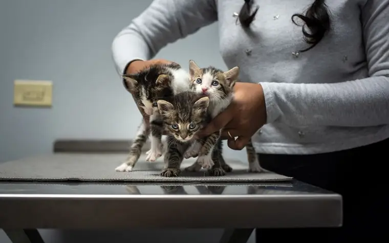 Three kittens being gently held by a veterinary assistant on an exam table