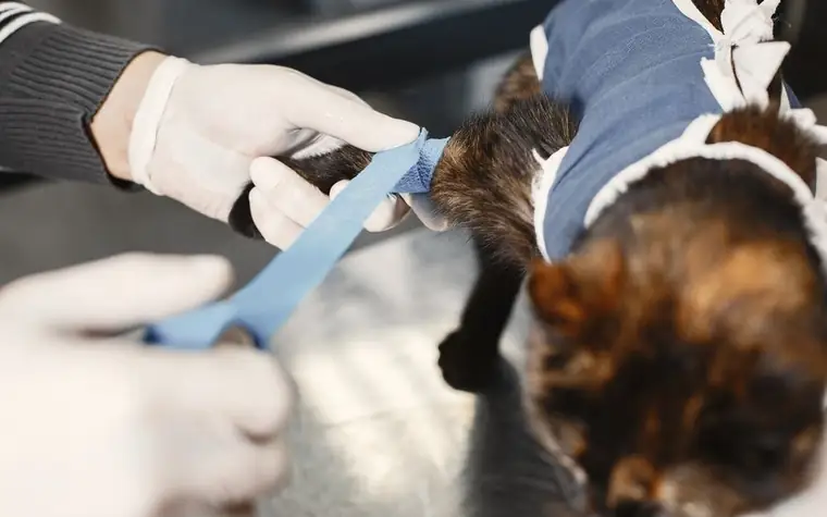 A gloved hand examining a cat wrapped in a post-surgical bandage