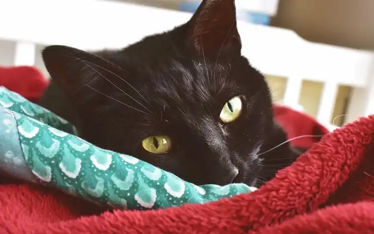 A black cat resting comfortably in a soft bed at home