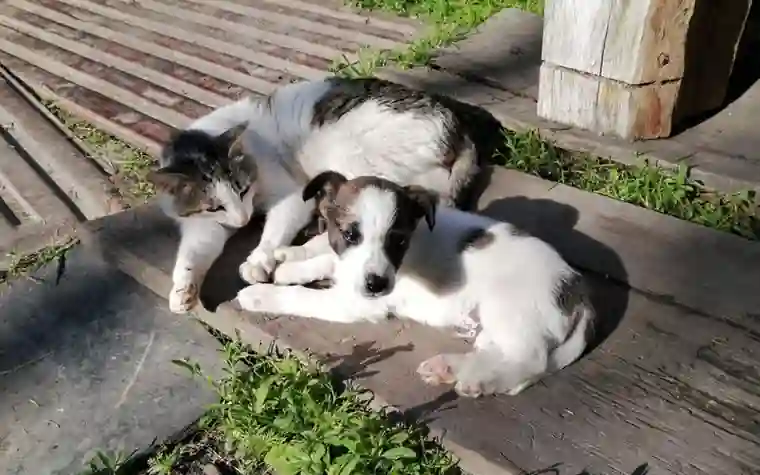 A cat and puppy resting together in a sunny spot on a wooden porch