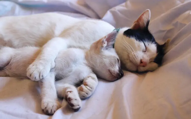 Two cats sleeping curled up together on a bed