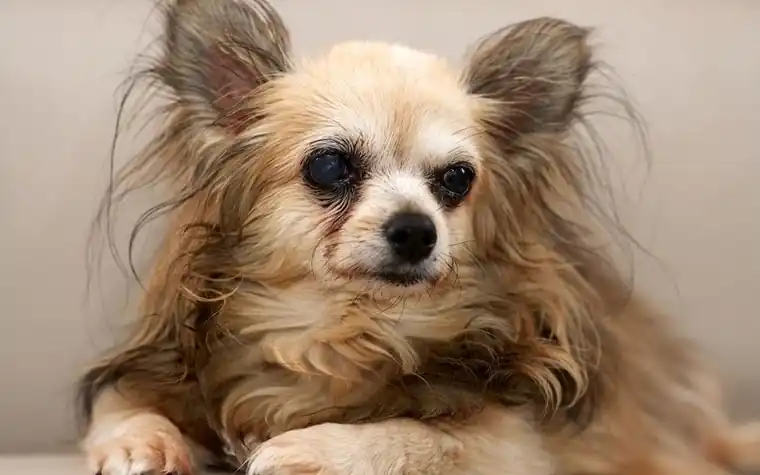 A senior long-haired dog resting calmly on a couch