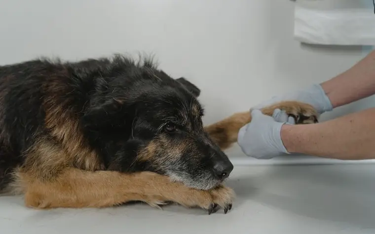 A veterinarian gently examining an older dog's paw during a checkup