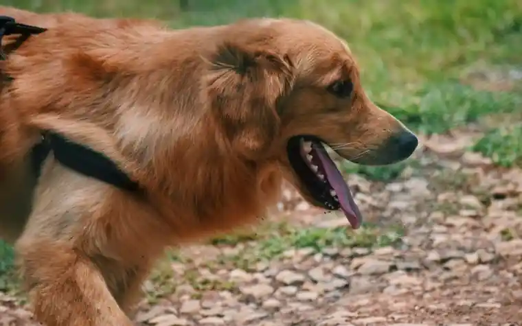 A dog walking outdoors and panting happily