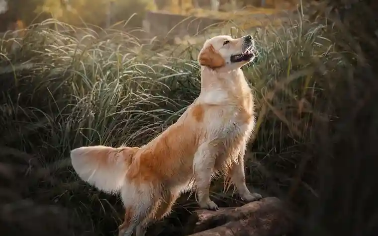 A golden retriever scratching its ear alone in a sunlit field