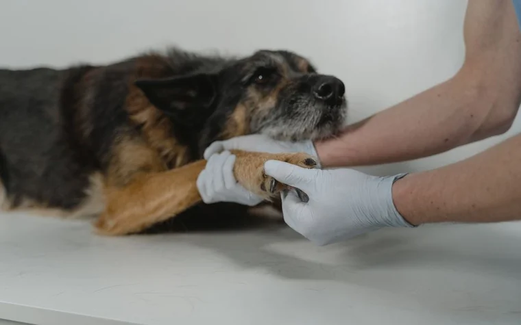 A veterinarian gently examining a dog's paw during a checkup