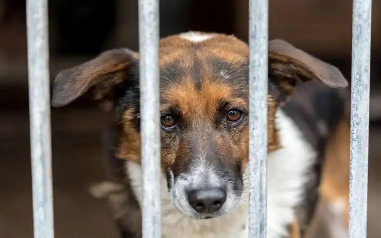 A mixed-breed dog gazing through the bars of a shelter kennel