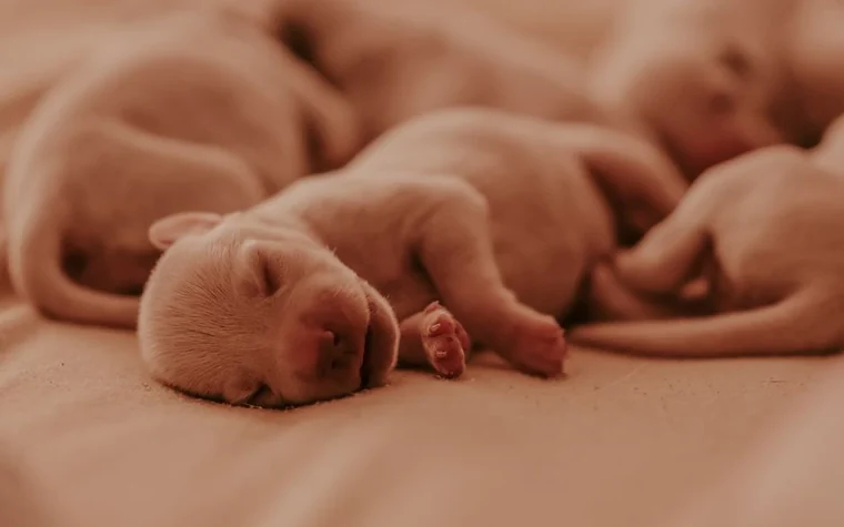 A close-up of a litter of newborn puppies sleeping together