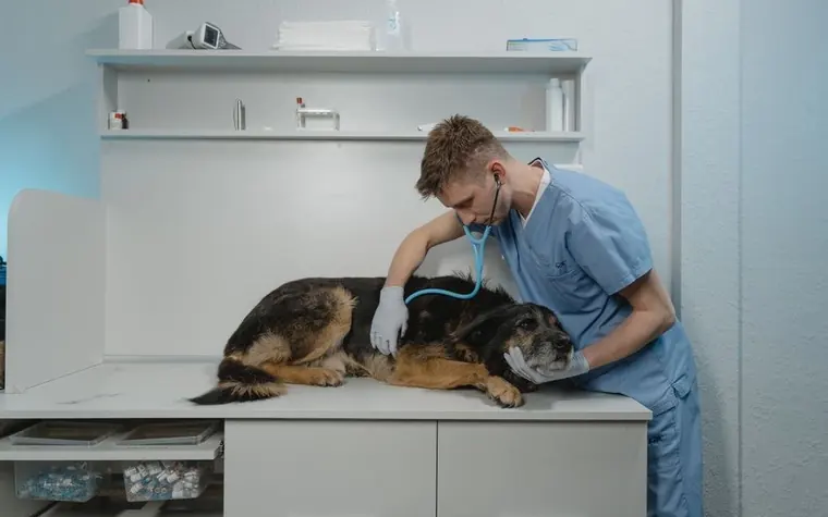 A veterinarian in scrubs examining a dog with a stethoscope during a health checkup