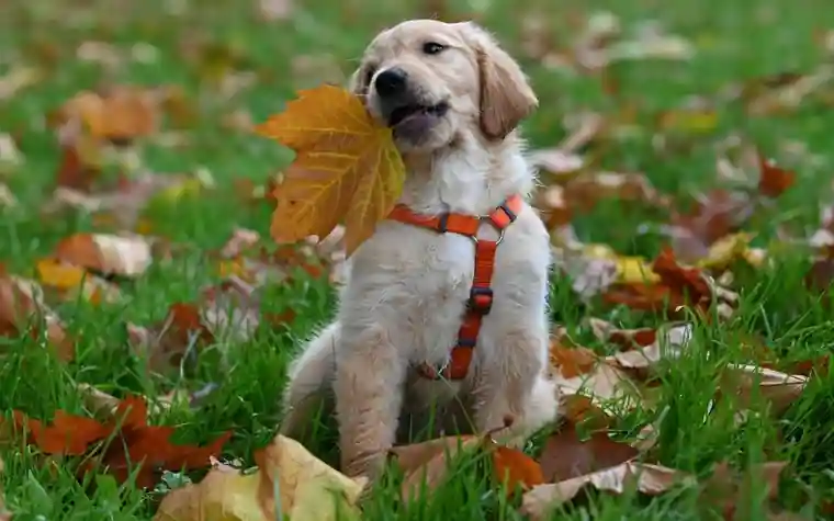 A golden retriever puppy playing with a leaf outdoors