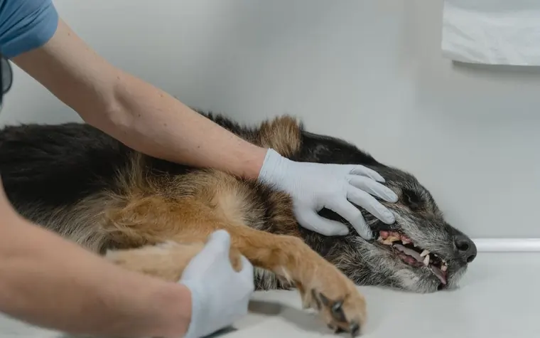A veterinarian's gloved hands examining a dog