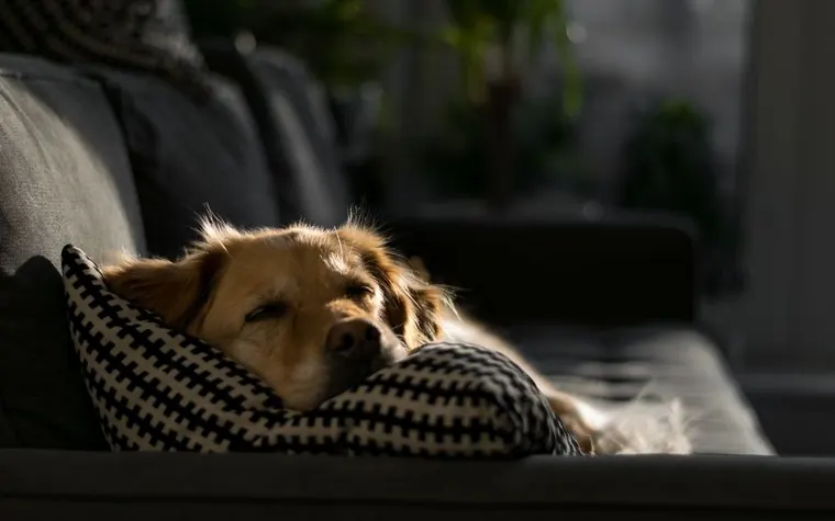 A dog resting comfortably on blankets at home