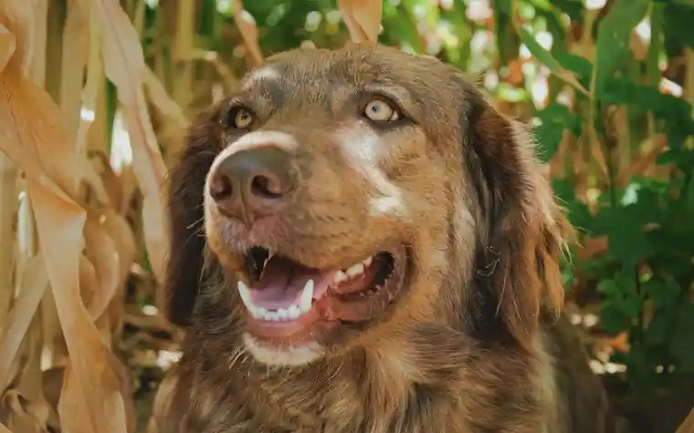 Close-up of a smiling brown dog with healthy teeth showing outdoors