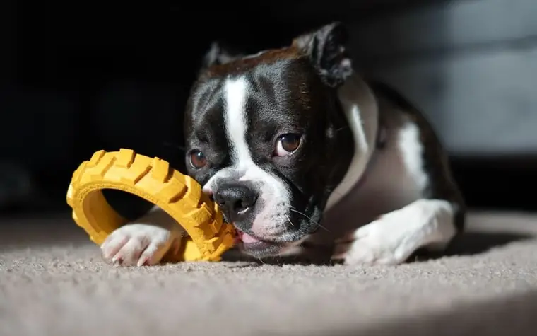 Boston Terrier puppy chewing a yellow dental chew toy indoors
