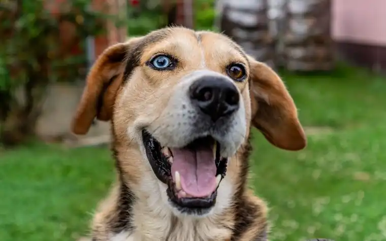 Close-up of a smiling dog with two different colored eyes outdoors