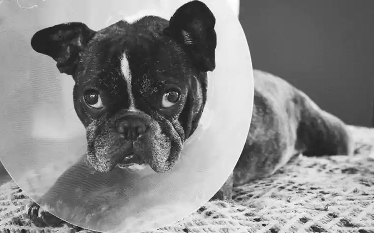 Black and white portrait of a French Bulldog wearing a protective Elizabethan cone collar