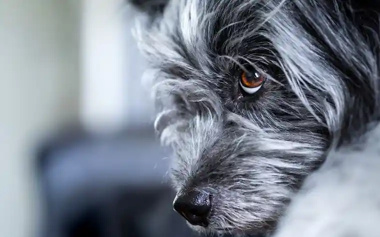 Close-up of a gray-coated dog's amber eye
