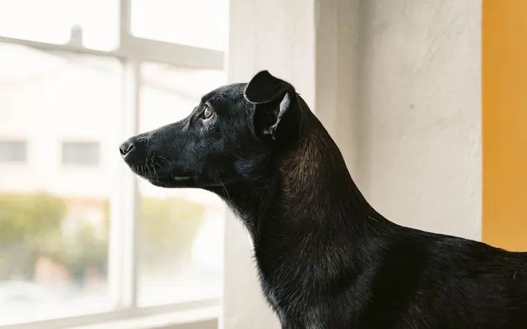 Dog sitting calmly at a window looking outside while home alone