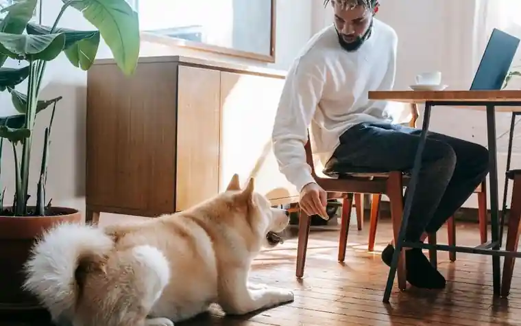 Person working on a laptop at home with a dog resting nearby