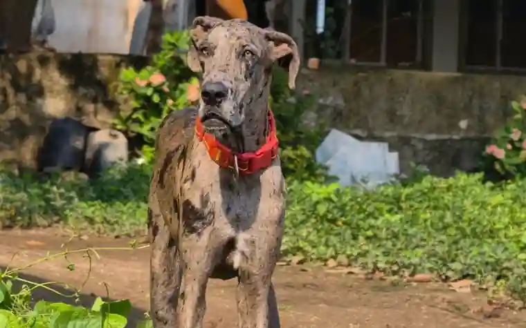 Great Dane, a giant breed with elevated lifetime risk of bloat, standing outdoors
