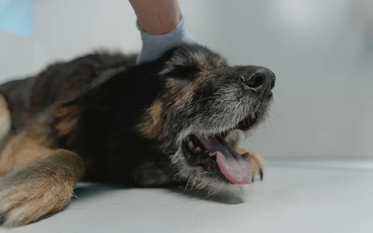 German Shepherd resting on a veterinary examination table