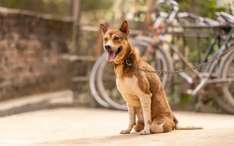 Brown dog sitting outdoors on a leash near a bike rack