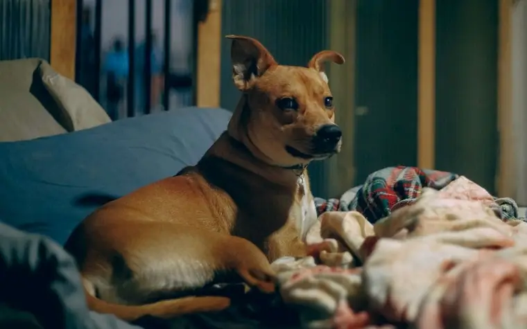 Dog resting comfortably on a bed at home