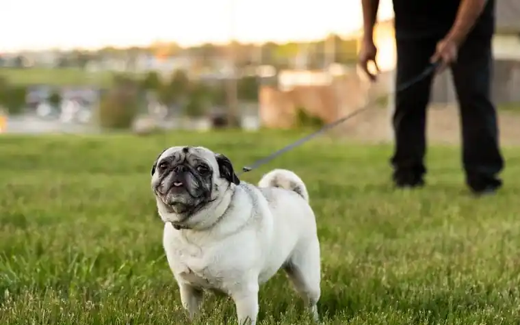 Happy pug walking on a leash in a park