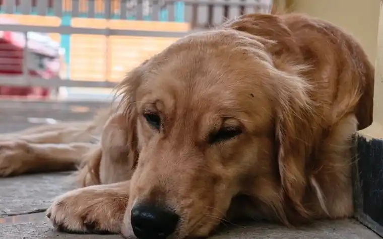 Golden retriever lying tired on the ground with its head resting near its paws