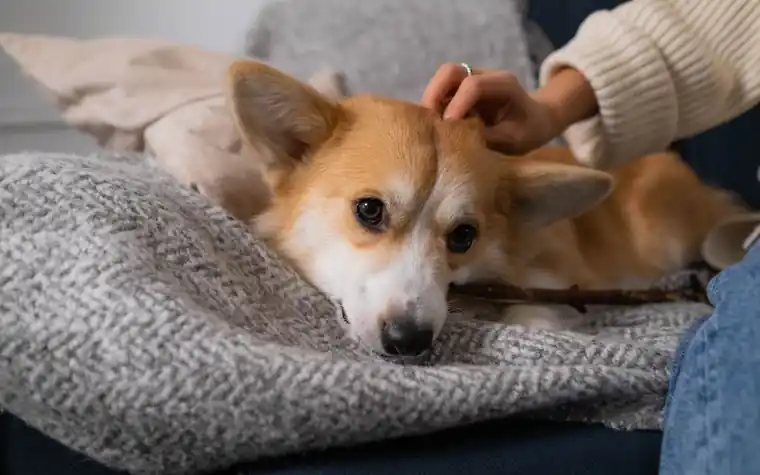 Corgi resting on a gray blanket while its owner gently pets its head