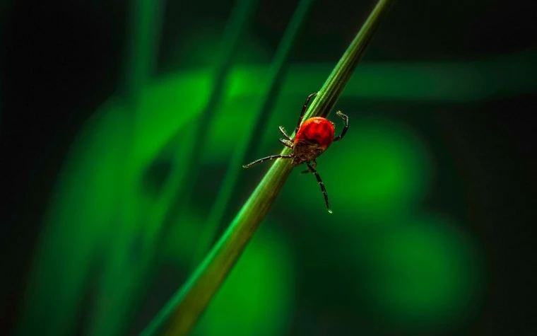 Red tick perched on a blade of green grass in a close-up macro photo