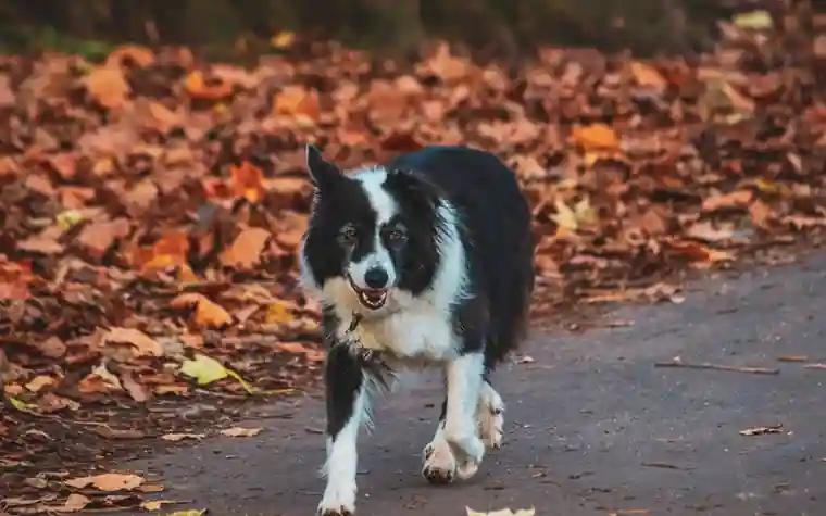 Black and white border collie walking on a leaf-covered path in autumn
