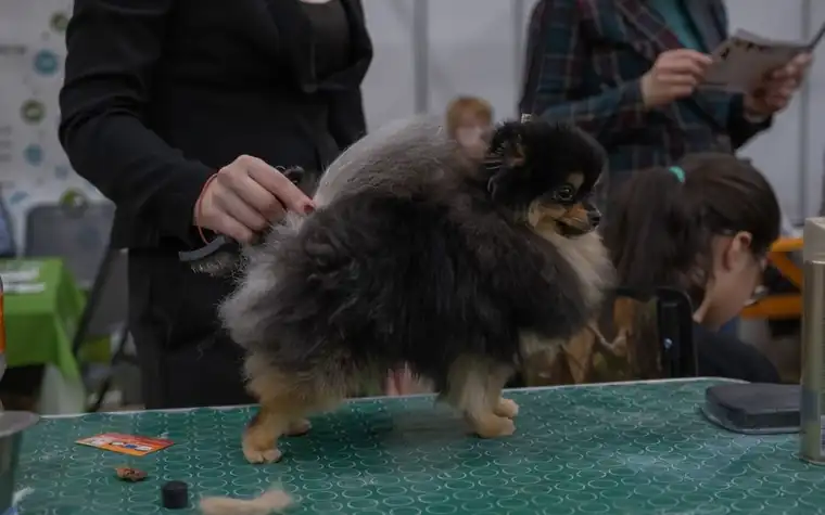 Pomeranian being groomed on a table at an indoor dog show with handlers nearby