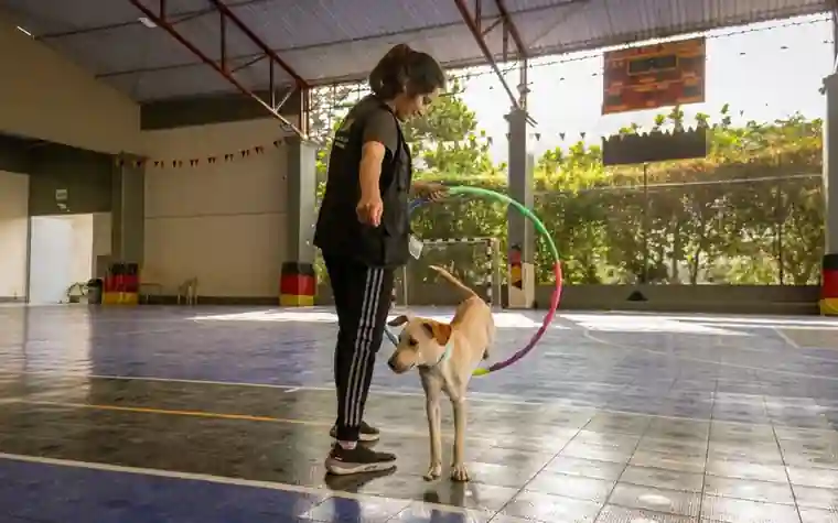 Woman guiding a dog through a hoop during training in a gymnasium