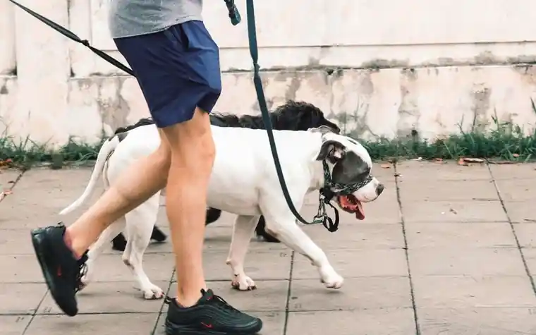 Close-up of a person walking two dogs on leashes along a paved path