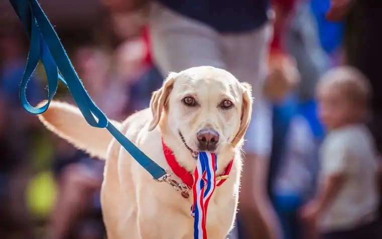 Yellow Labrador wearing a red, white and blue medal ribbon in its mouth at an outdoor event