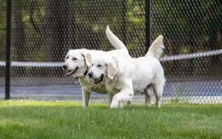 Two white dogs walking across green grass behind a black chain-link fence in a dog park
