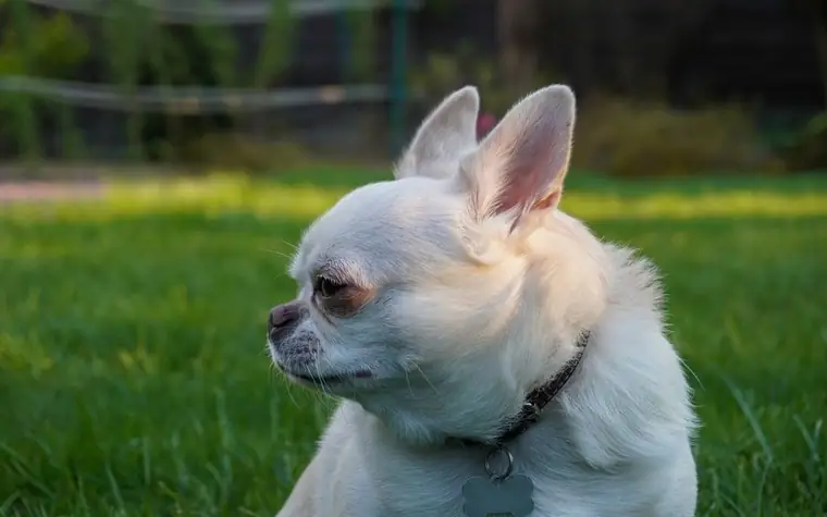 White Chihuahua with a collar and a bone-shaped metal tag sitting on green grass