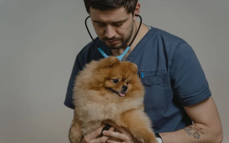 A veterinarian in scrubs examining a small fluffy dog with a stethoscope