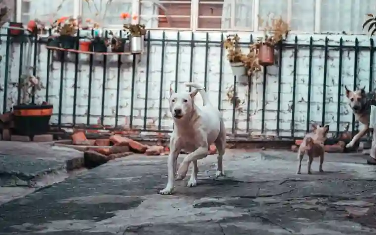 Three dogs playing in a fenced backyard with flowerpots along the wall