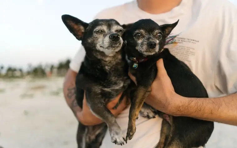 Man holding two small senior dogs outdoors on a beach