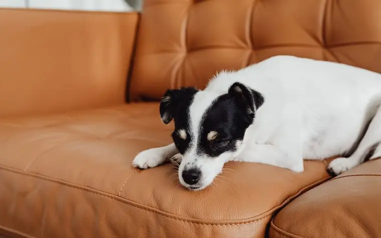 Small black-and-white dog resting on a tan leather couch