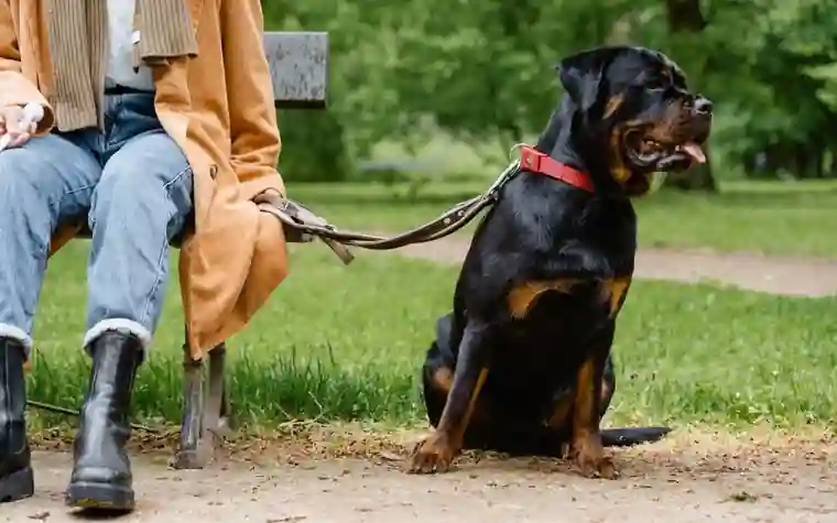 Rottweiler wearing a red collar sitting on a leash beside its owner on a park bench